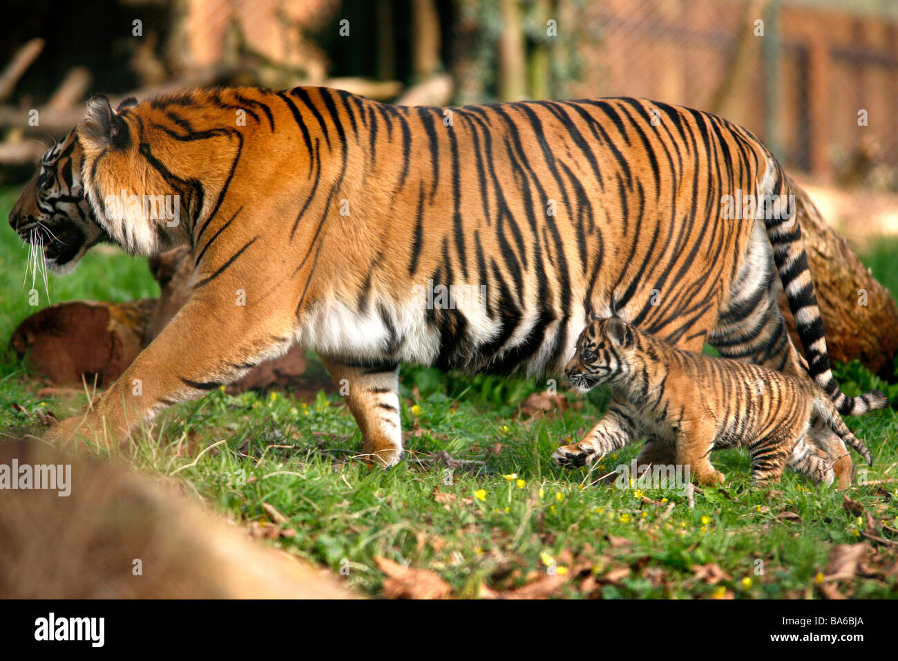 Cuccioli di tigre a Paignton Zoo Foto Stock