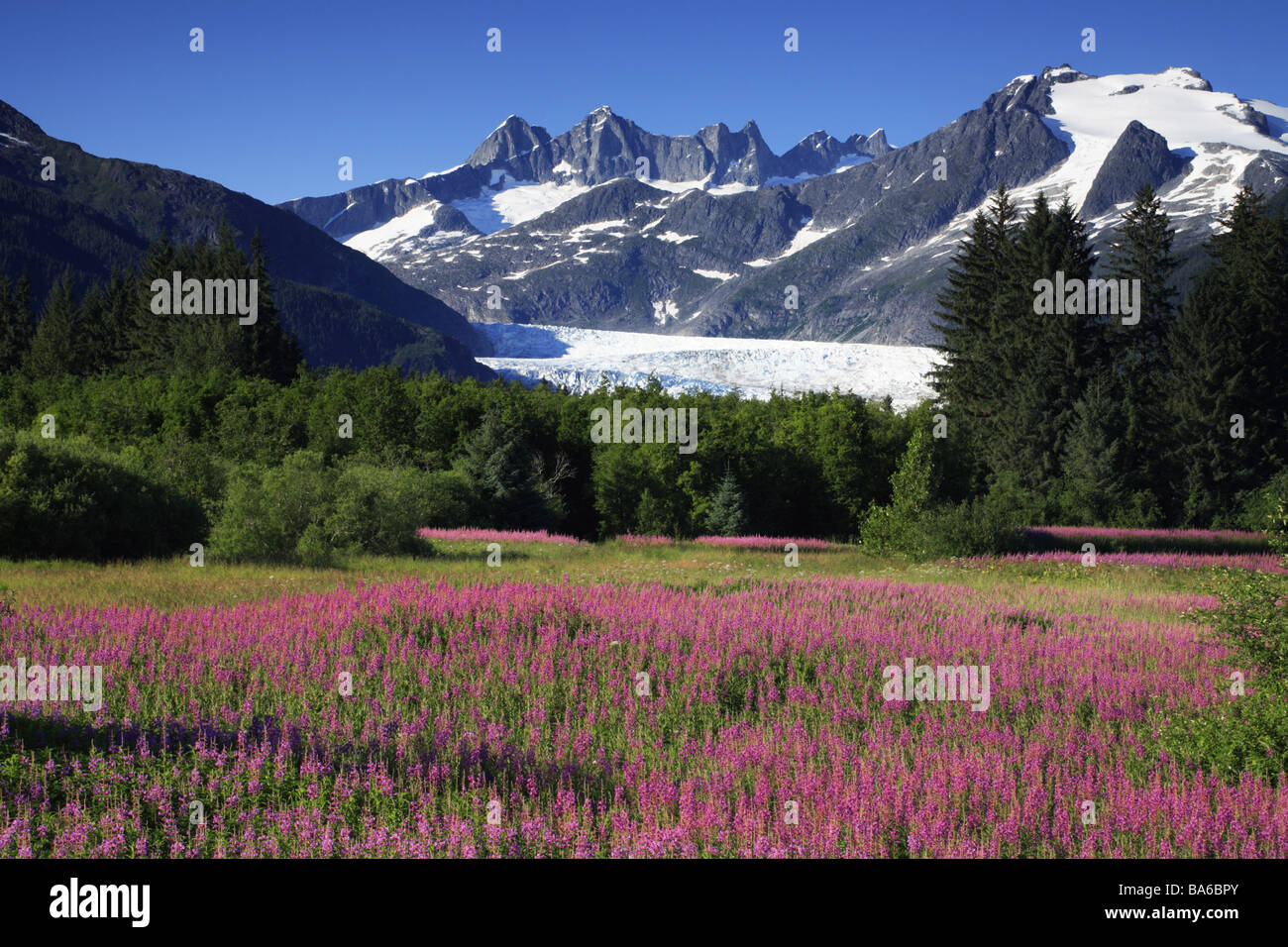 Golf, golfista, campi da golf e fondi erbosi, prato Foto Stock