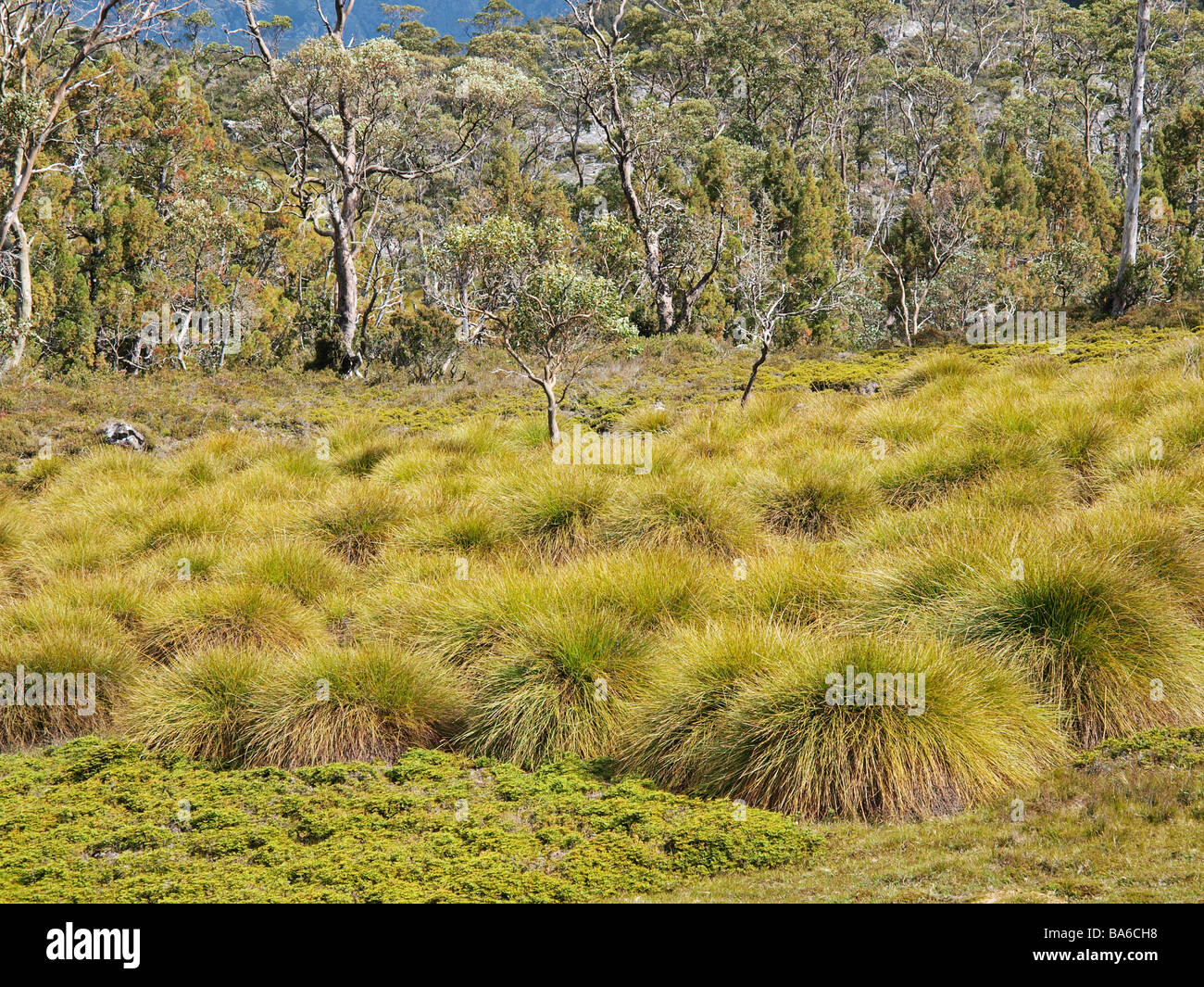 Vista della collina con alberi da boardwalk Cradle Mountain Valley parte del lago di santa chiara parco nazionale Tasmania australia Foto Stock