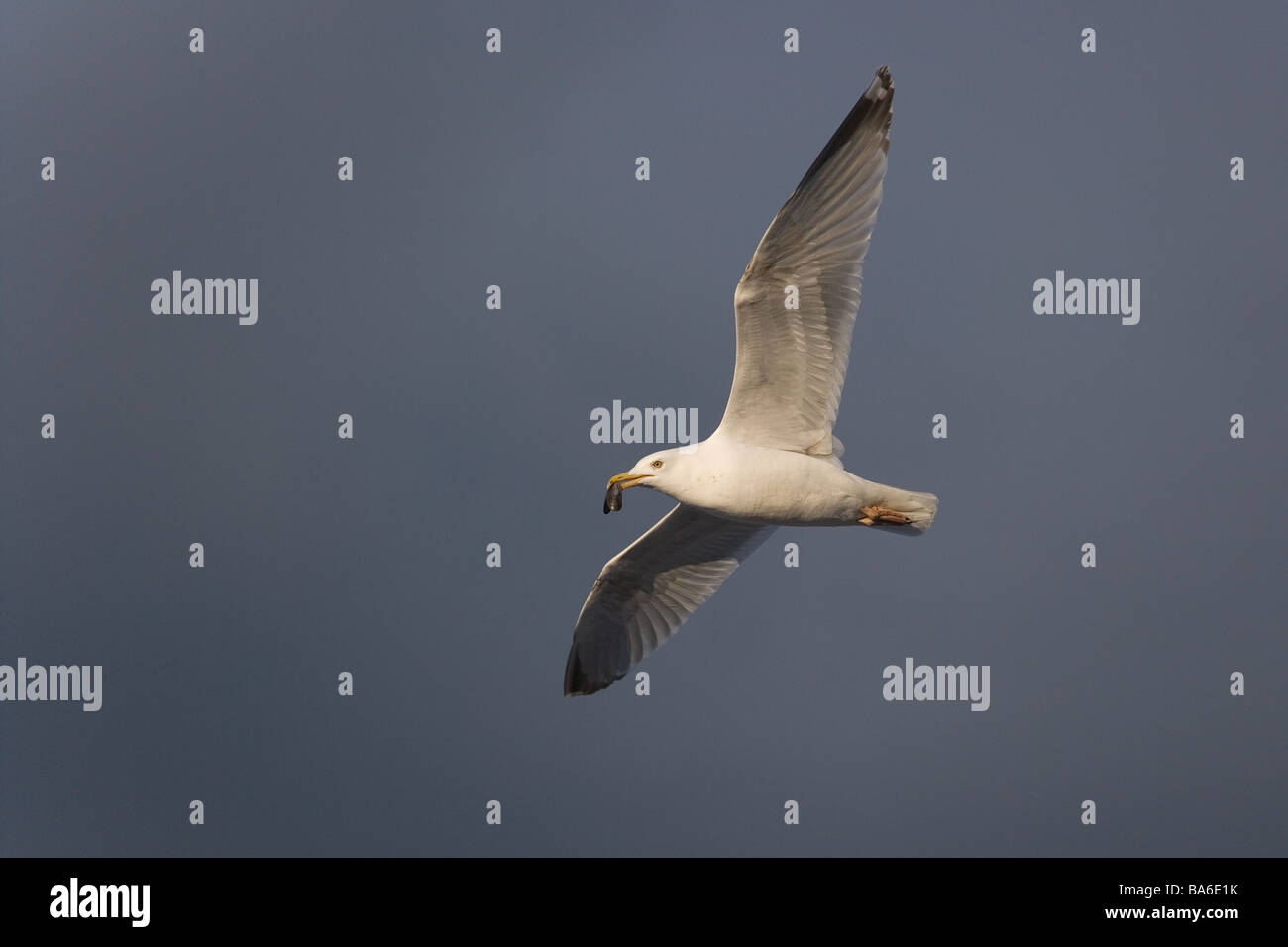Aringhe Gulls Larus argentatus in volo contro un cielo tempestoso sopra il Mare del Nord Norfolk Foto Stock