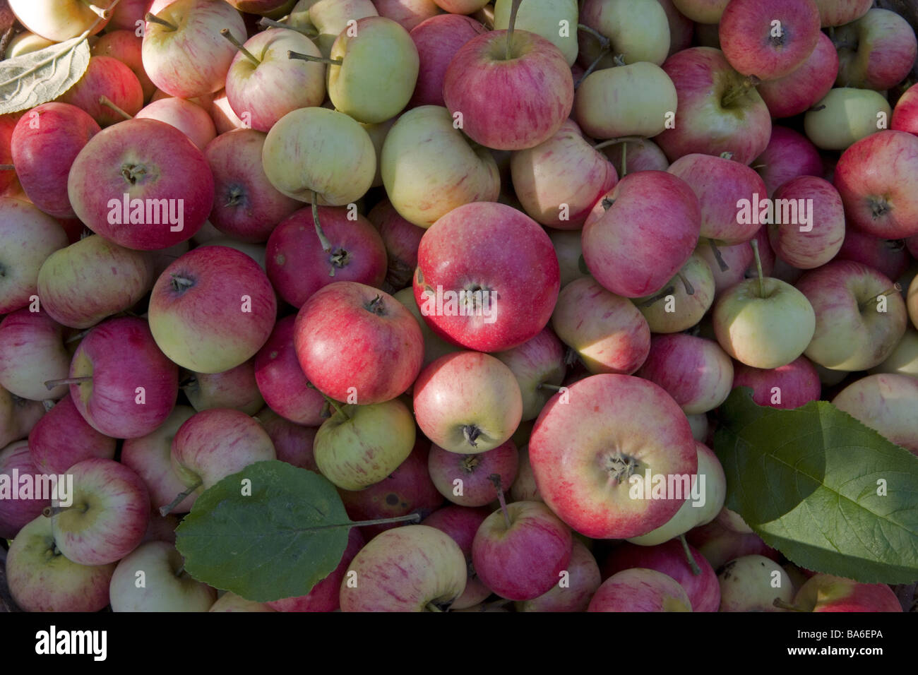 Mele tipo "Hampus' mature appena raccolte autunno accumulato l'agricoltura per la coltivazione di frutta Frutta Frutta kernel-frutta mela Malus Foto Stock