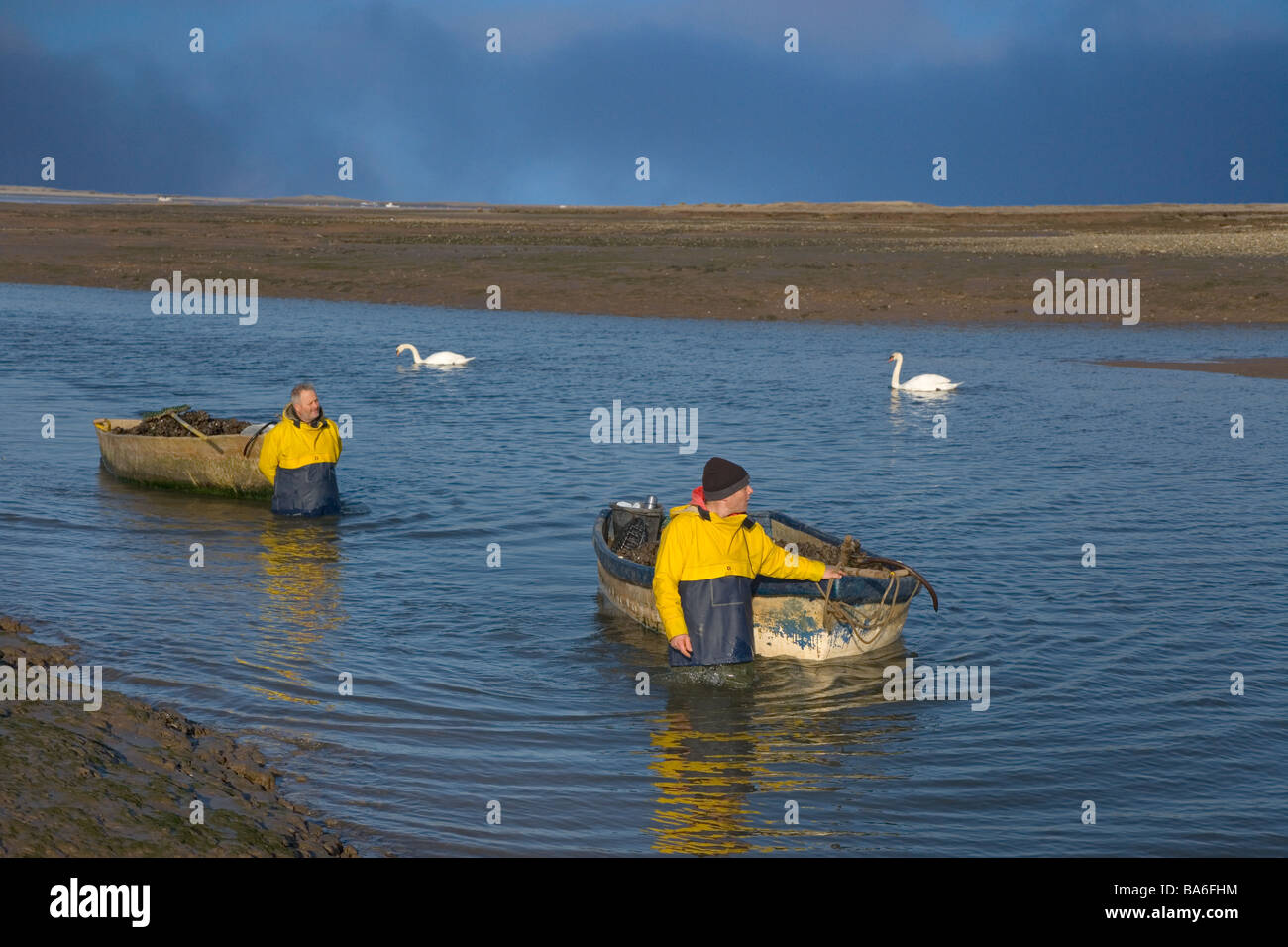 La raccolta di cozze al porto Blakeney Norfolk Foto Stock