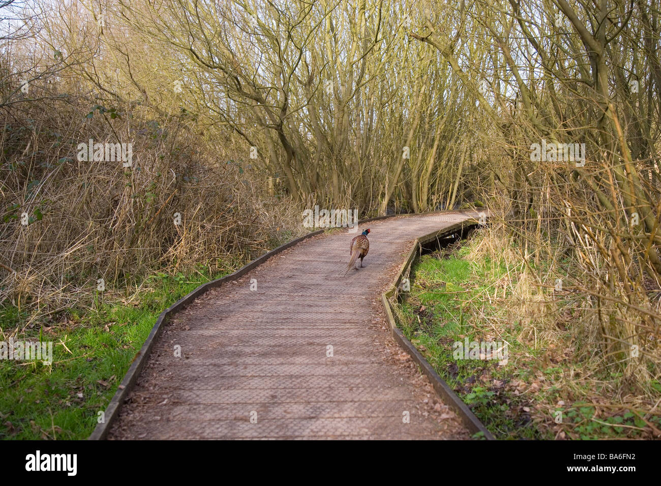 Fagiano maschio sul sentiero natura Titchwell Norfolk Marzo Foto Stock