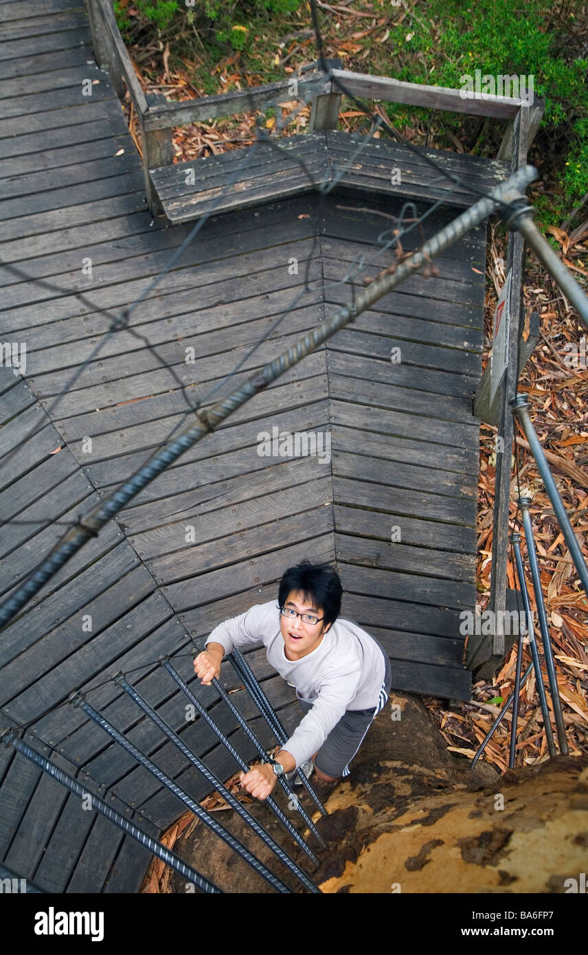 Gloucester Tree. Gloucester National Park, Pemberton, Australia occidentale, Australia Foto Stock