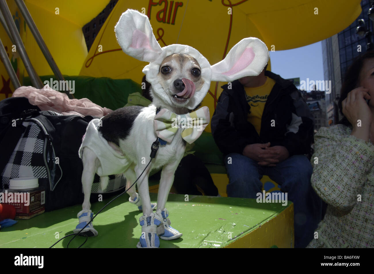 DJ un chihuahua mostra fuori le sue orecchie di coniglietto all annuale Macy s Petacular in Herald Square Foto Stock