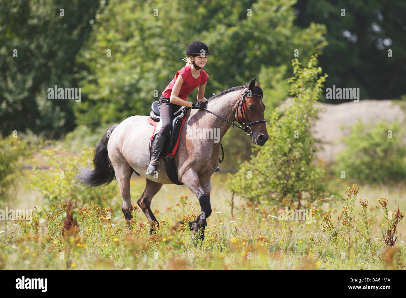 Ragazza equitazione su pony Welsh Cob tipo Foto Stock