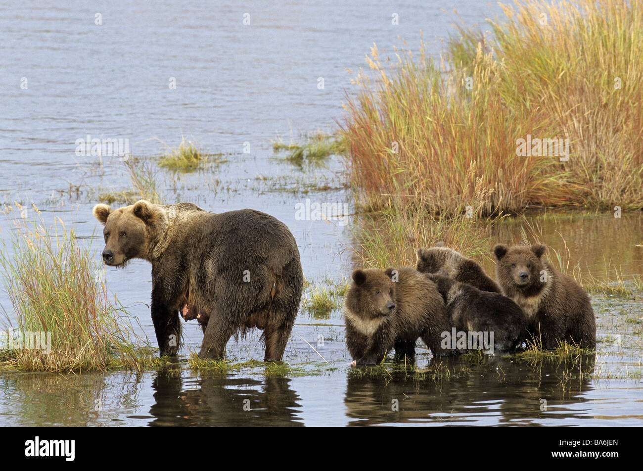 Orso grizzly e lupetti in acqua / Ursus arctos horribilis Foto Stock