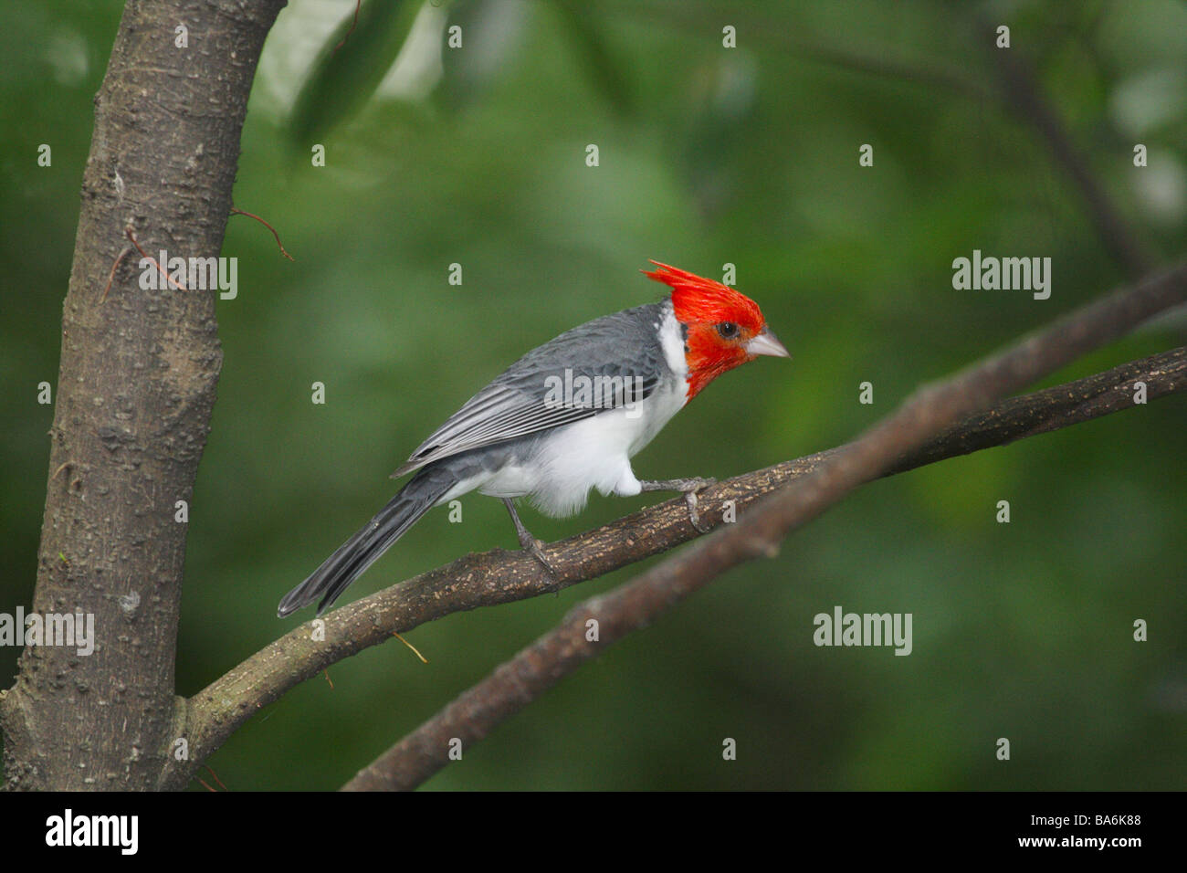 Rosso-crested Cardinale sul ramo / Paroaria coronata Foto Stock