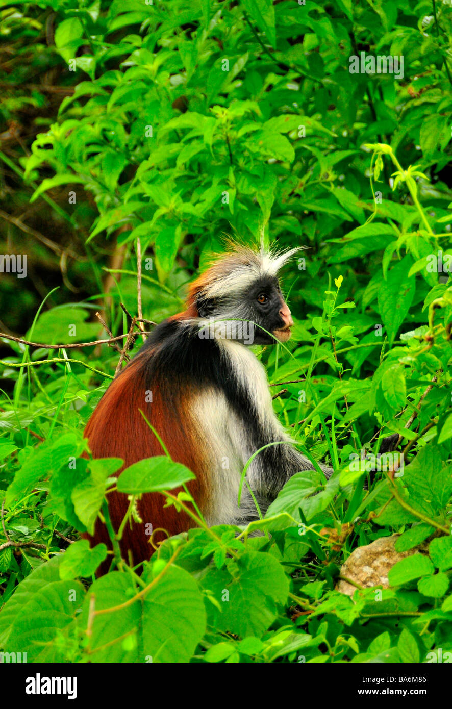 Red Colobus Monkey,Foresta di Jozani - Chwaka Bay Park,Zanzibar,Tanzania,Africa Foto Stock