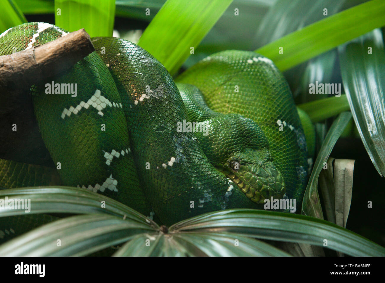 Emerald tree boa (Corallus caninus) aggrovigliato su un ramo, lo Zoo di Taipei a.k.a. Muzha lo zoo della città di Taipei, Taiwan Foto Stock