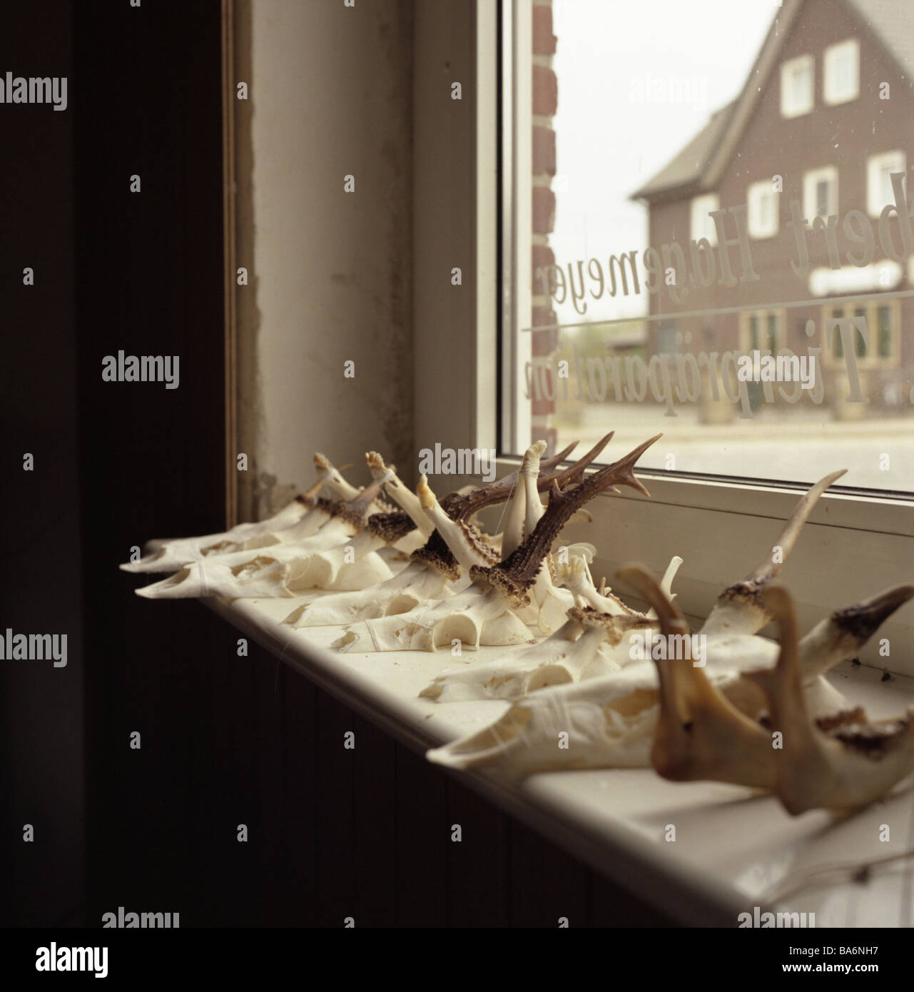 Imbalsamatore davanzale deer-buck-teschi antlerses house windows storage space animale-teschi palchi simbolo dei trofei di caccia Trofei Foto Stock
