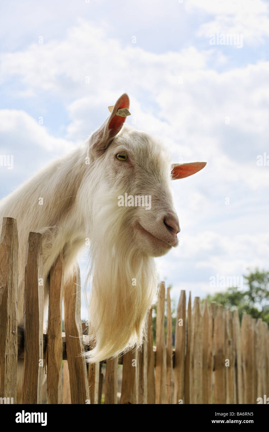Recinzione capra-buck sa ritratto animale-ritratto di capra animale capra-barba casa buck-nobile di capra di capra di utilità-pelo di animali Foto Stock