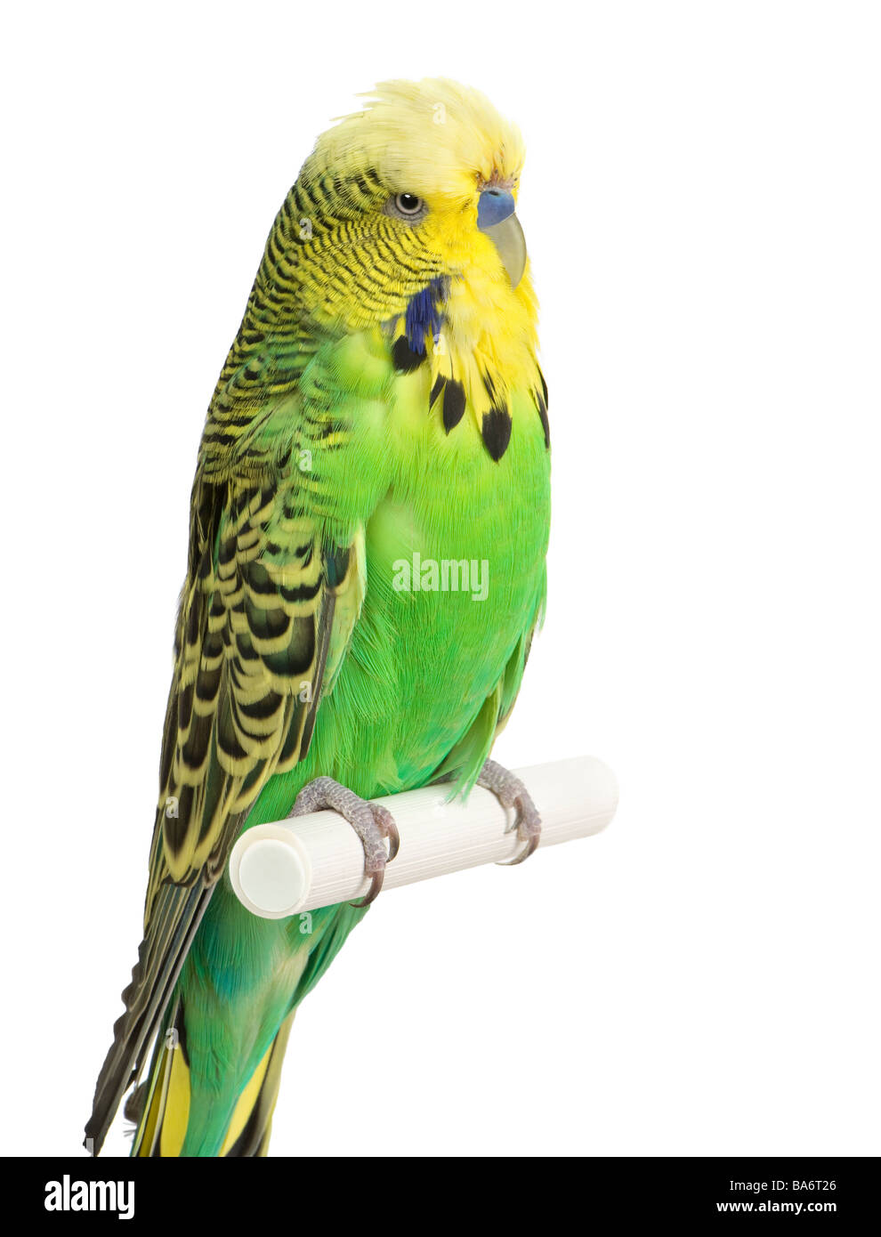 Budgerigar Melopsittacus undulatus davanti a uno sfondo bianco Foto Stock