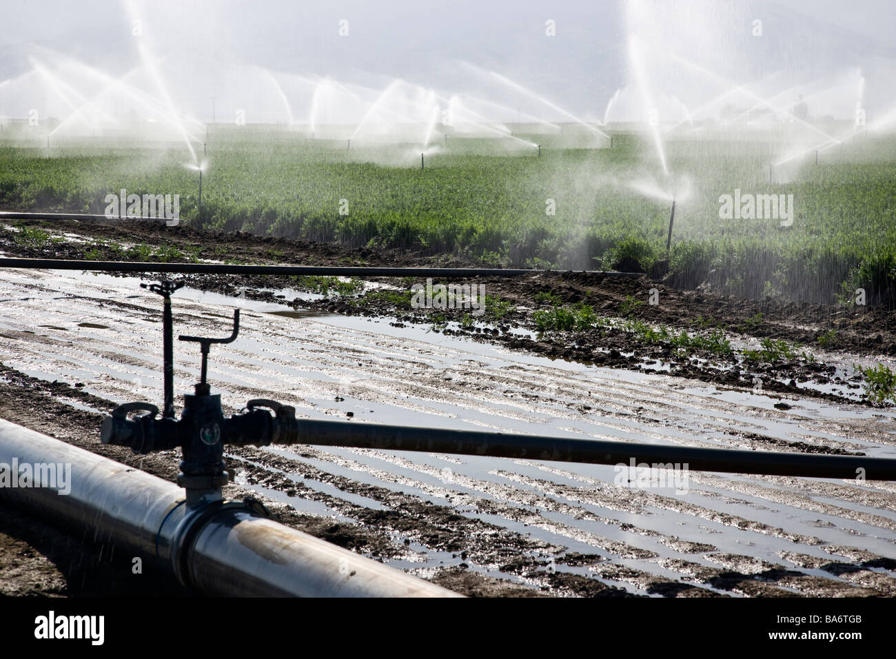 Irrigazione di spruzzatore in organico campo di carota. Foto Stock