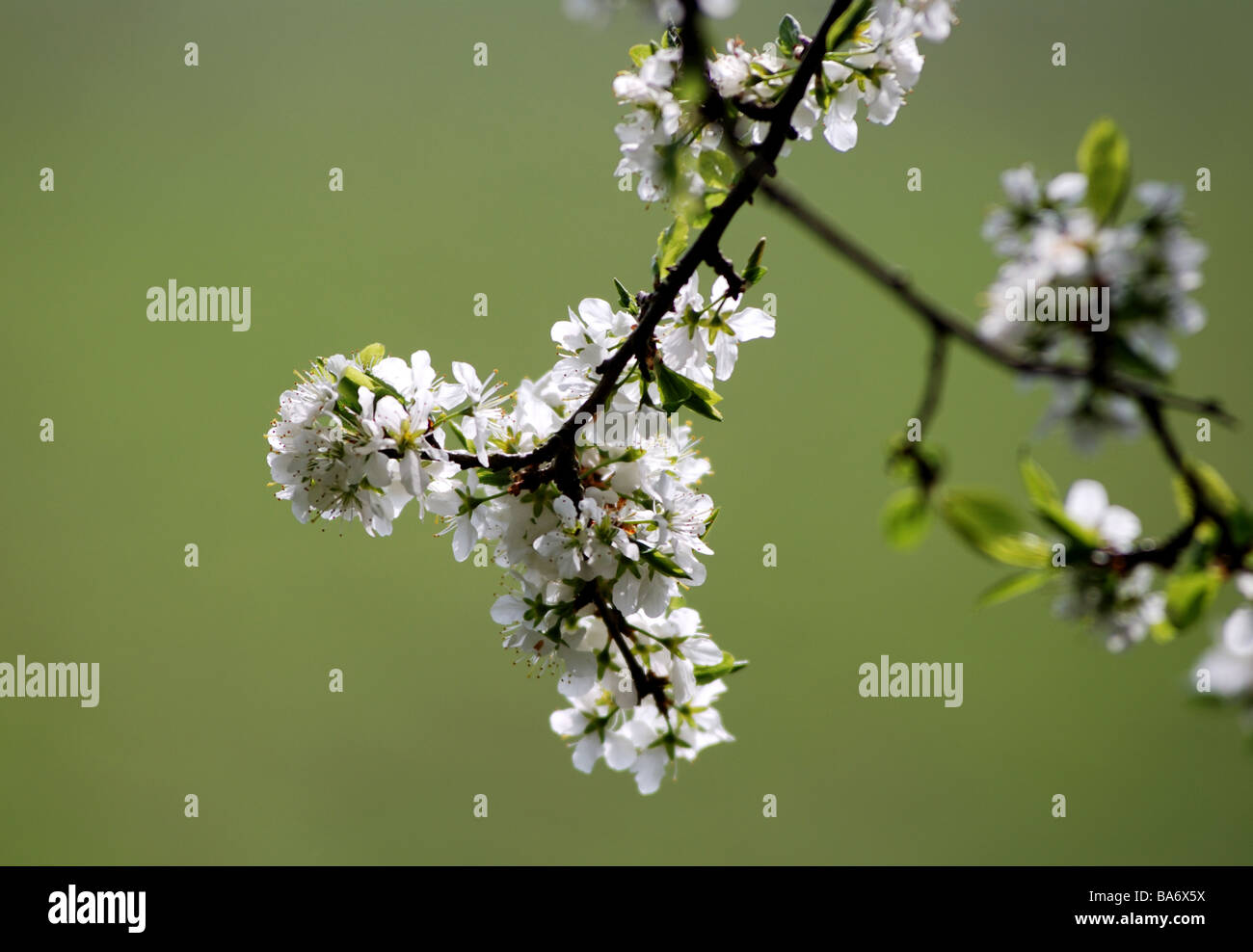 Prugnolo, Prunus spinosa, blossom Foto Stock