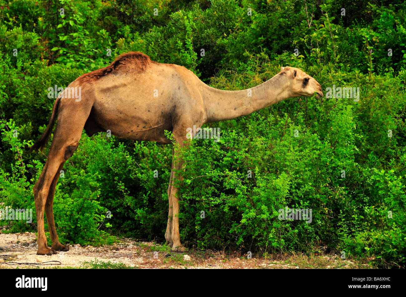 Camel,Foresta di Jozani - Chwaka Bay Park,Zanzibar,Tanzania,Africa Foto Stock