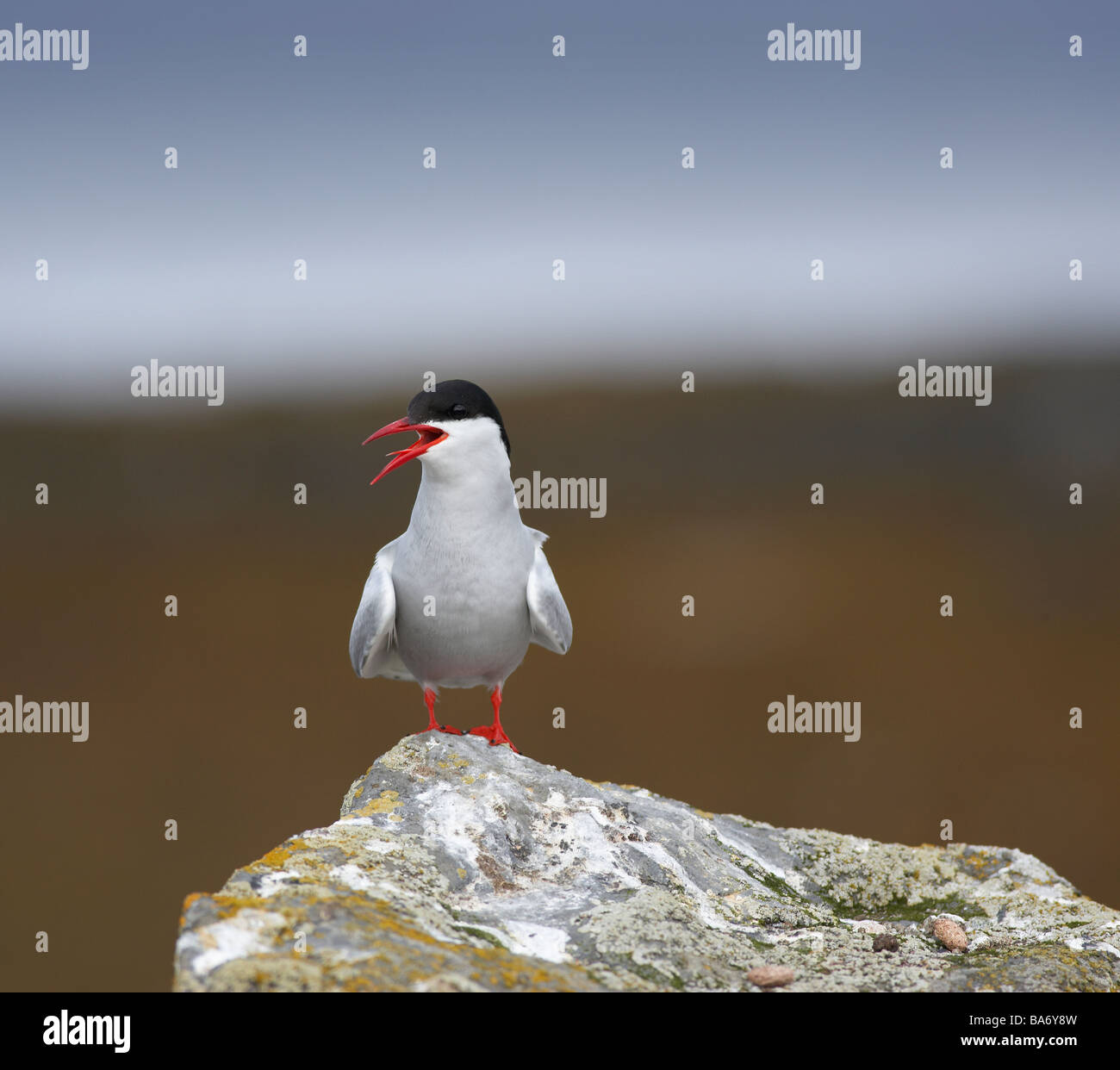 Arctic Tern, West fiordi, Islanda Foto Stock