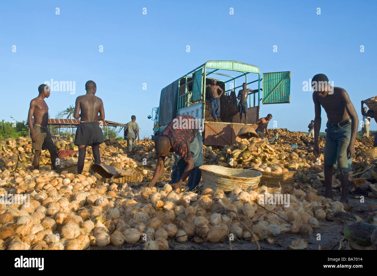 Lavoratori il caricamento di noci di cocco su un carrello dopo la shell è stata rimossa Pangani Tanzania Foto Stock
