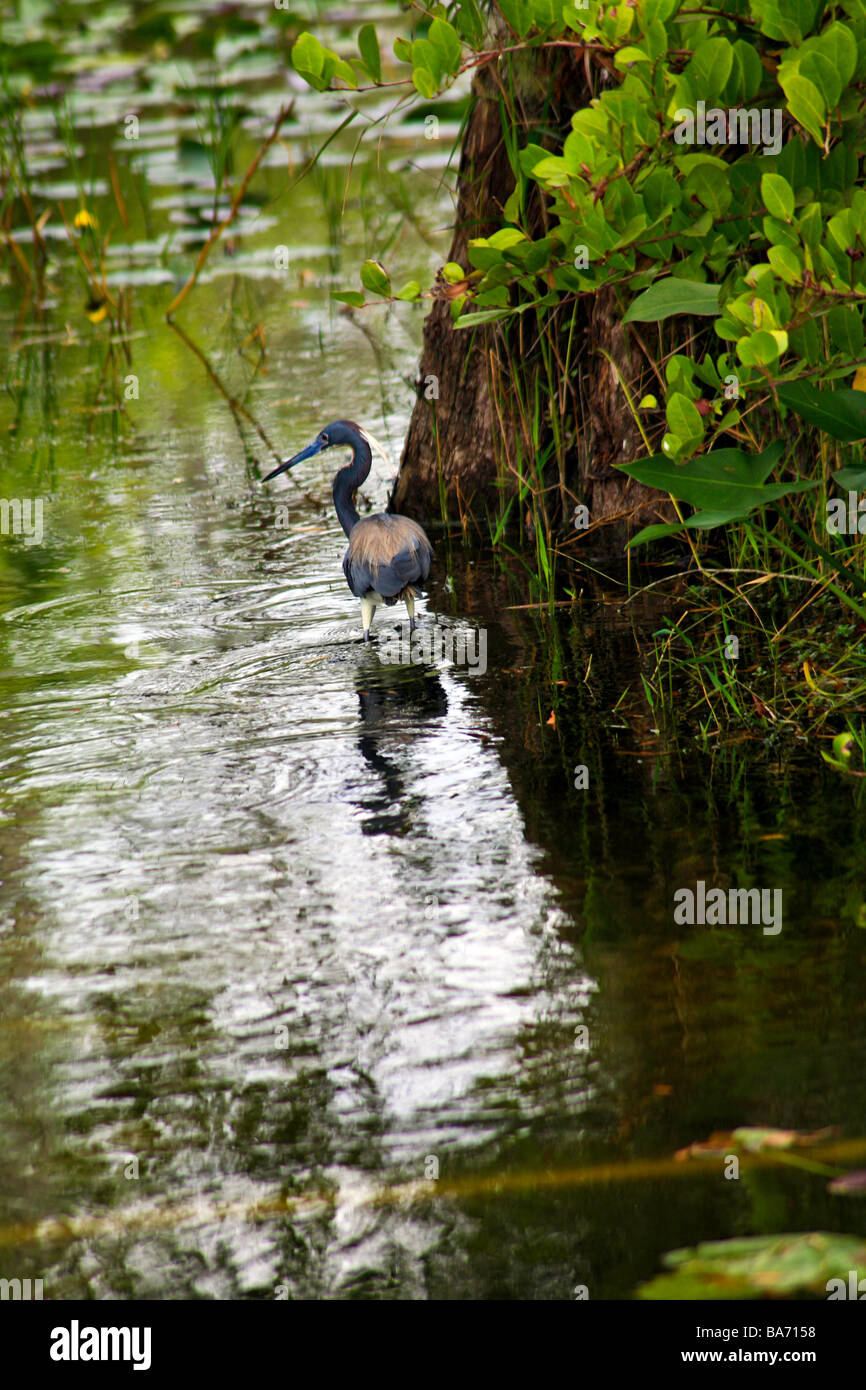 La fauna selvatica e gli uccelli nel parco nazionale delle Everglades,Florida, Stati Uniti d'America Foto Stock