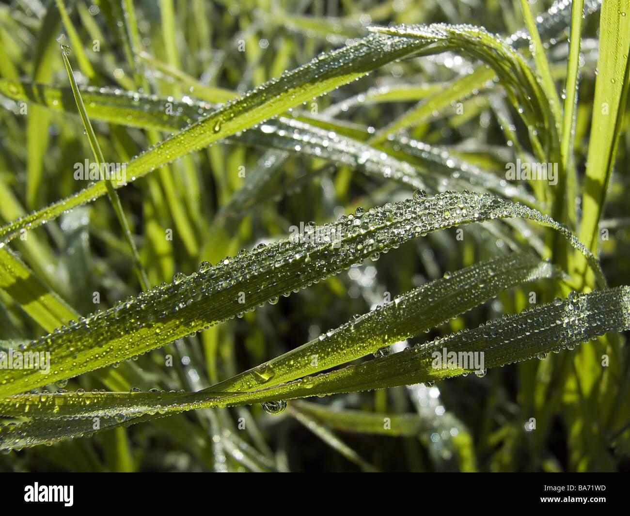 Le gocce di rugiada si posano su foglie di un verde vibrante. foto – Immagine gratis su