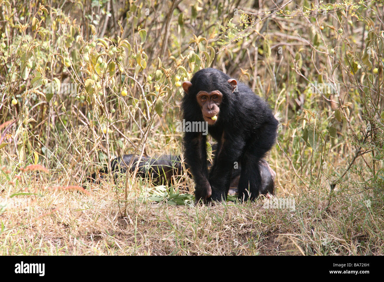 Uno scimpanzé Pan troglodytes giovani serie Movimento Africa Kenya Wildlife deserto Wildlife gioco-animale mammifero primate Foto Stock