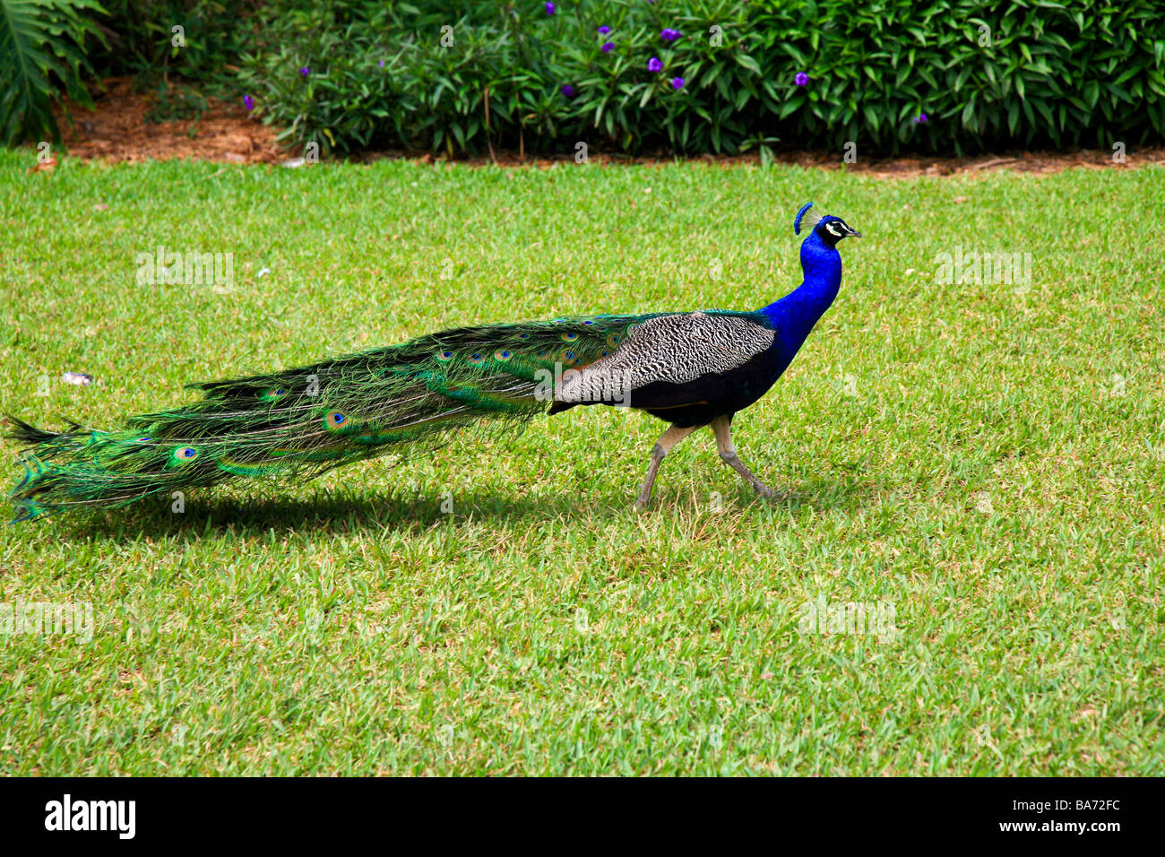 Gli uccelli e il pollame in Everglades National Park,Florida, Stati Uniti d'America Foto Stock
