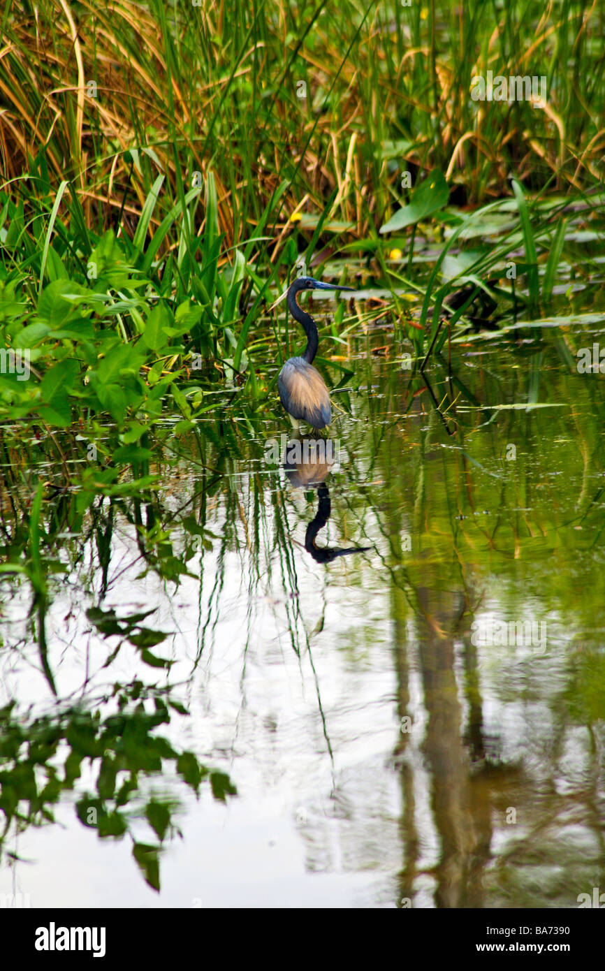 Animali e uccelli inEverglades Parco Nazionale,Florida, Stati Uniti d'America Foto Stock