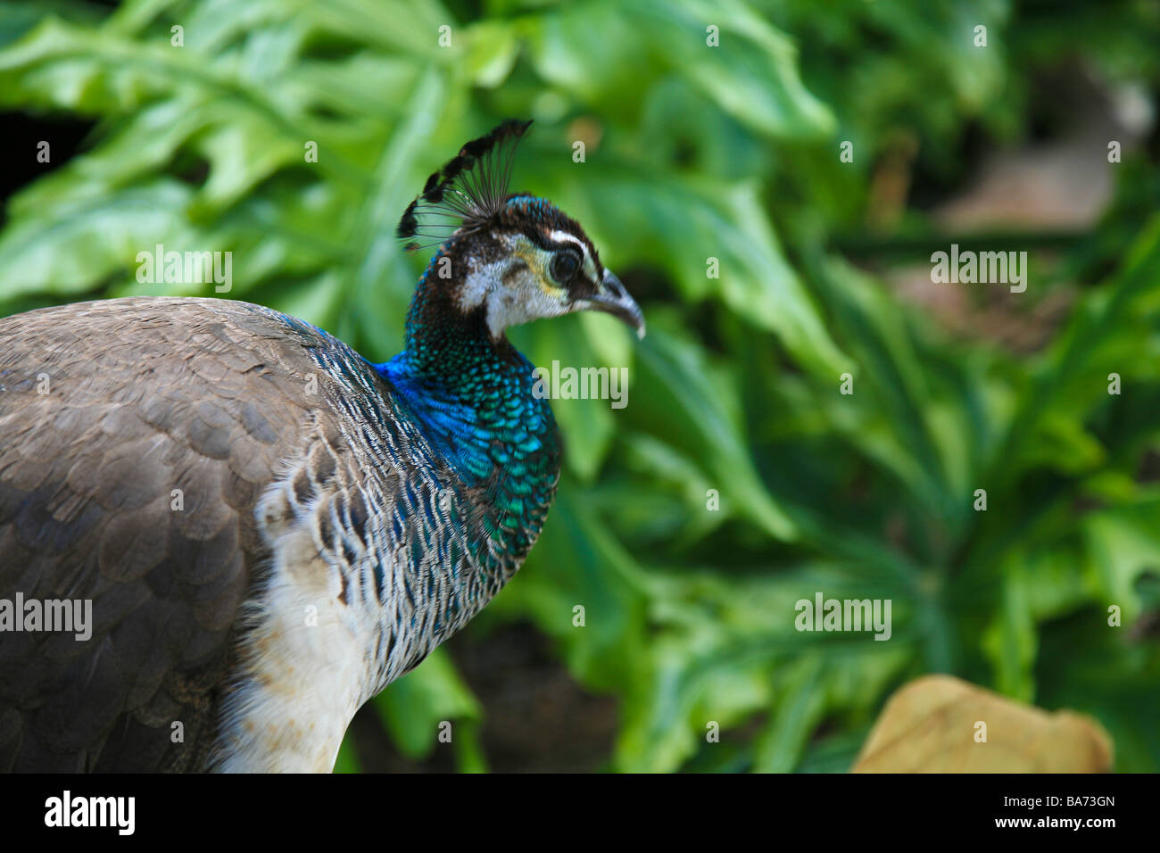 Gli uccelli e il pollame in Everglades National Park,Florida, Stati Uniti d'America Foto Stock