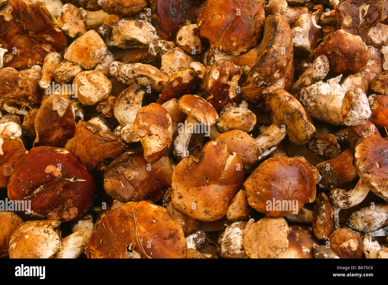 Francia, Dordogne, Perigord Noir, Villefranche du Perigord, ceps cestello Foto Stock