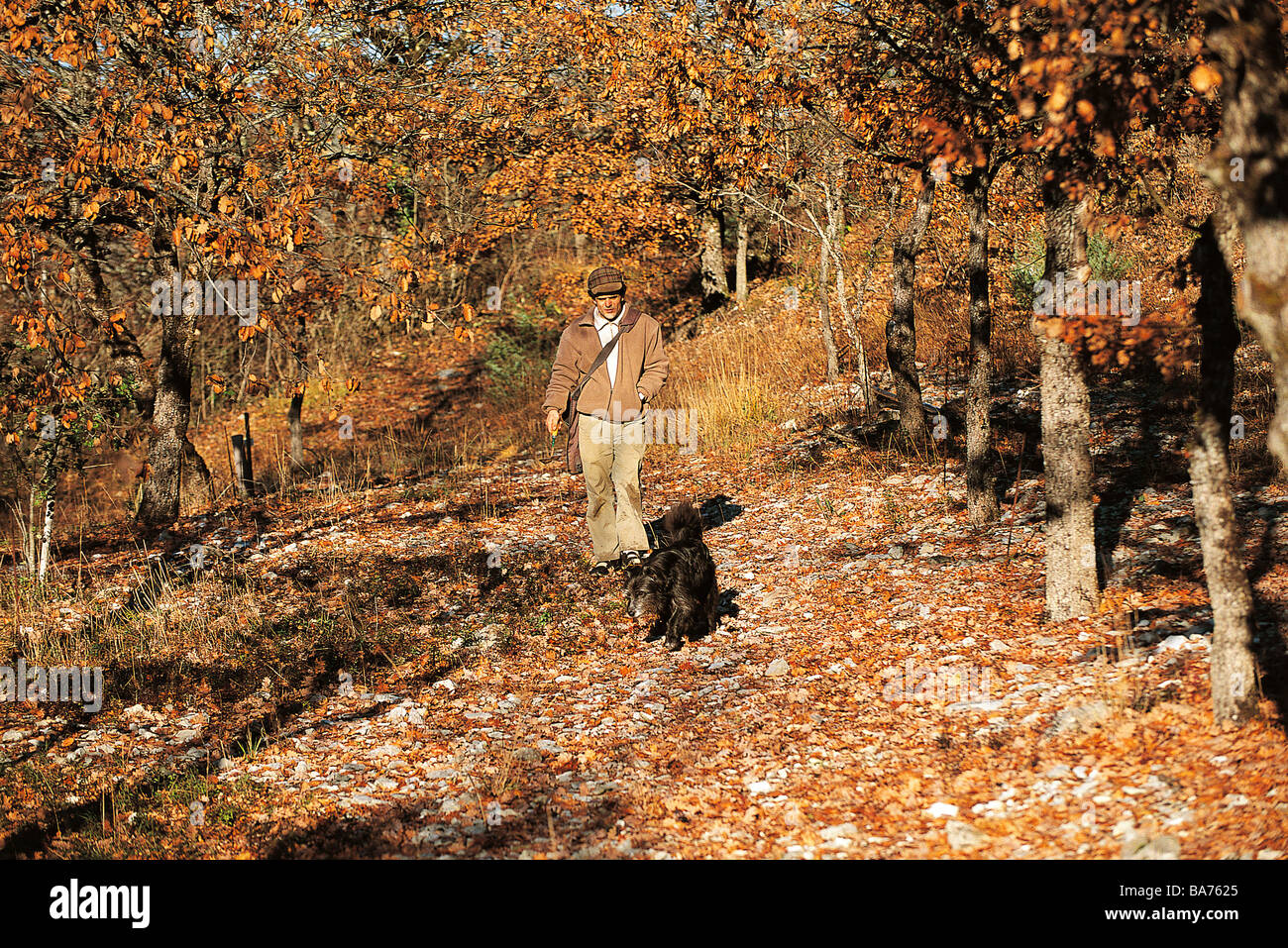 Francia, Lot, Le Montat, tartufi ricerca con l aiuto di un cane Foto Stock