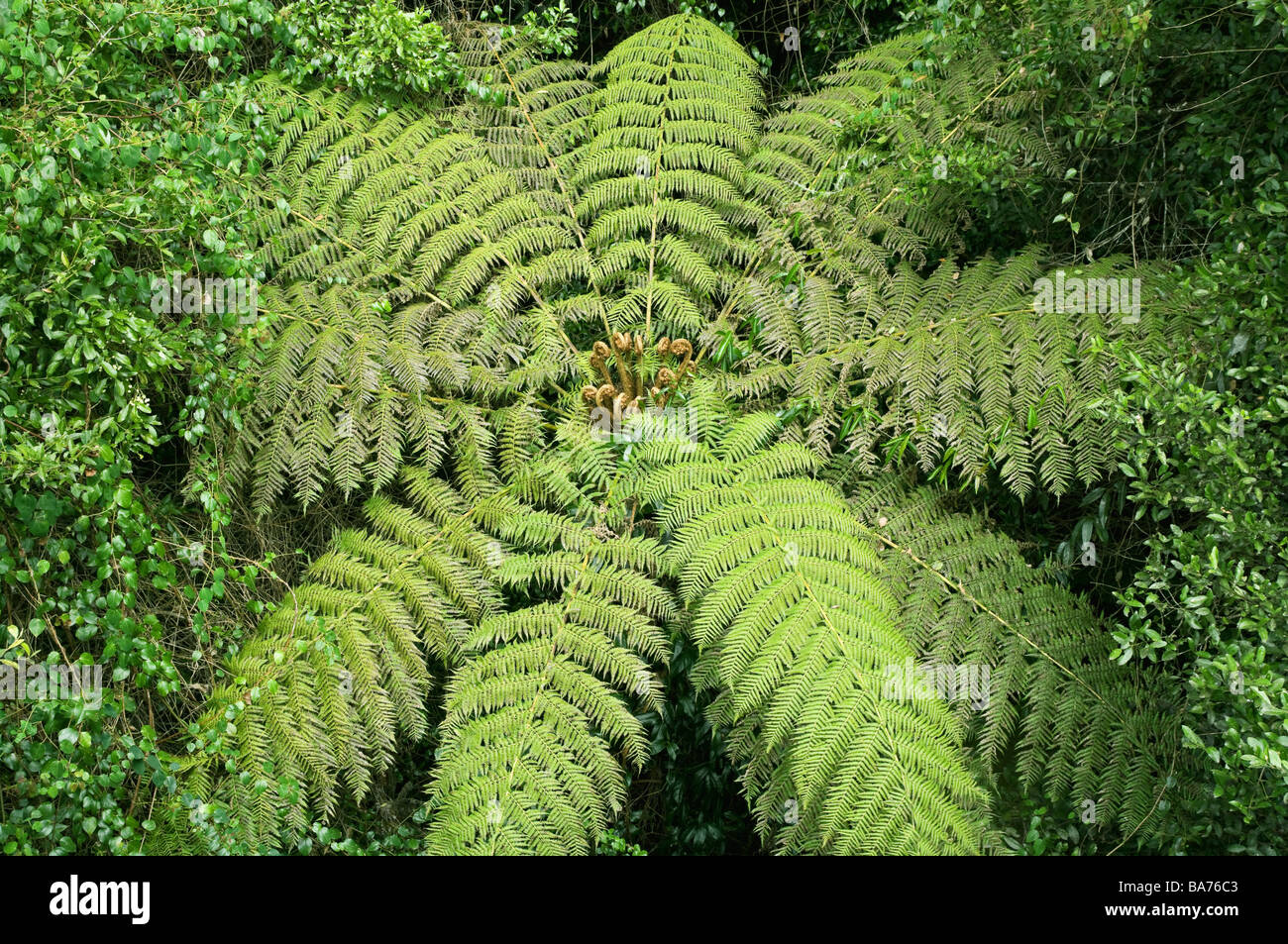 Grande immagine di un albero fern nella foresta pluviale Foto Stock