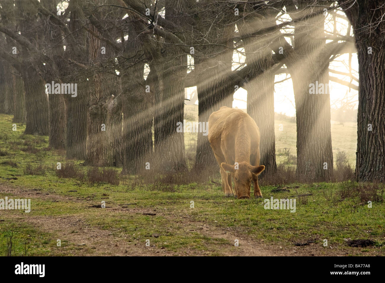 Una mucca mangia l'erba al mattino con raggi del sole proveniente attraverso gli alberi Foto Stock