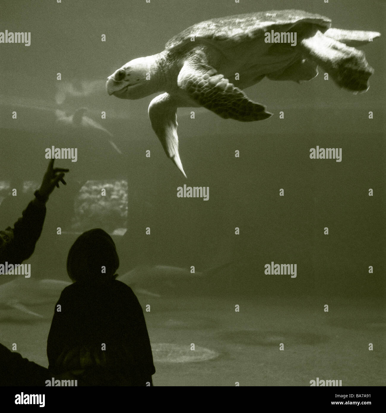 Aqua Zoo Acquario di acqua-turtle squali silhouette i visitatori indietro-parere alcuna proprietà di rilascio di bacini di acqua di mare-acquario animali Foto Stock