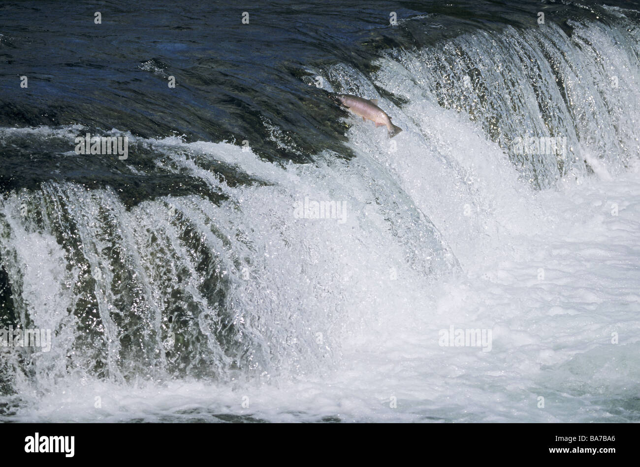 Salmone Argento / Oncorhynchus kisutch Foto Stock