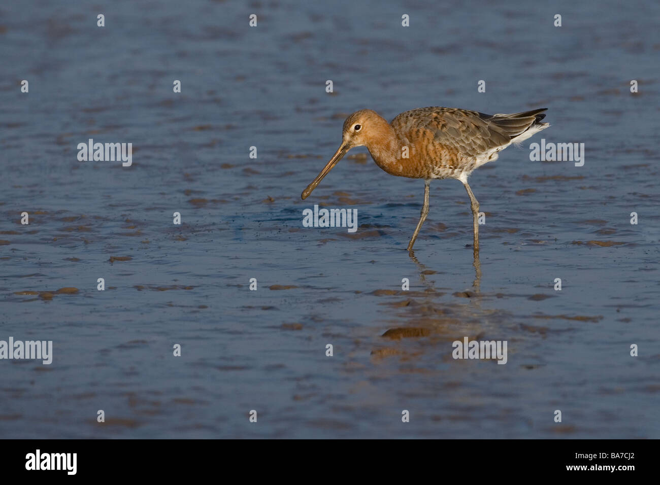 Nero-tailed Godwit Limosa limosa sulle velme costiere Norfolk inverno Foto Stock