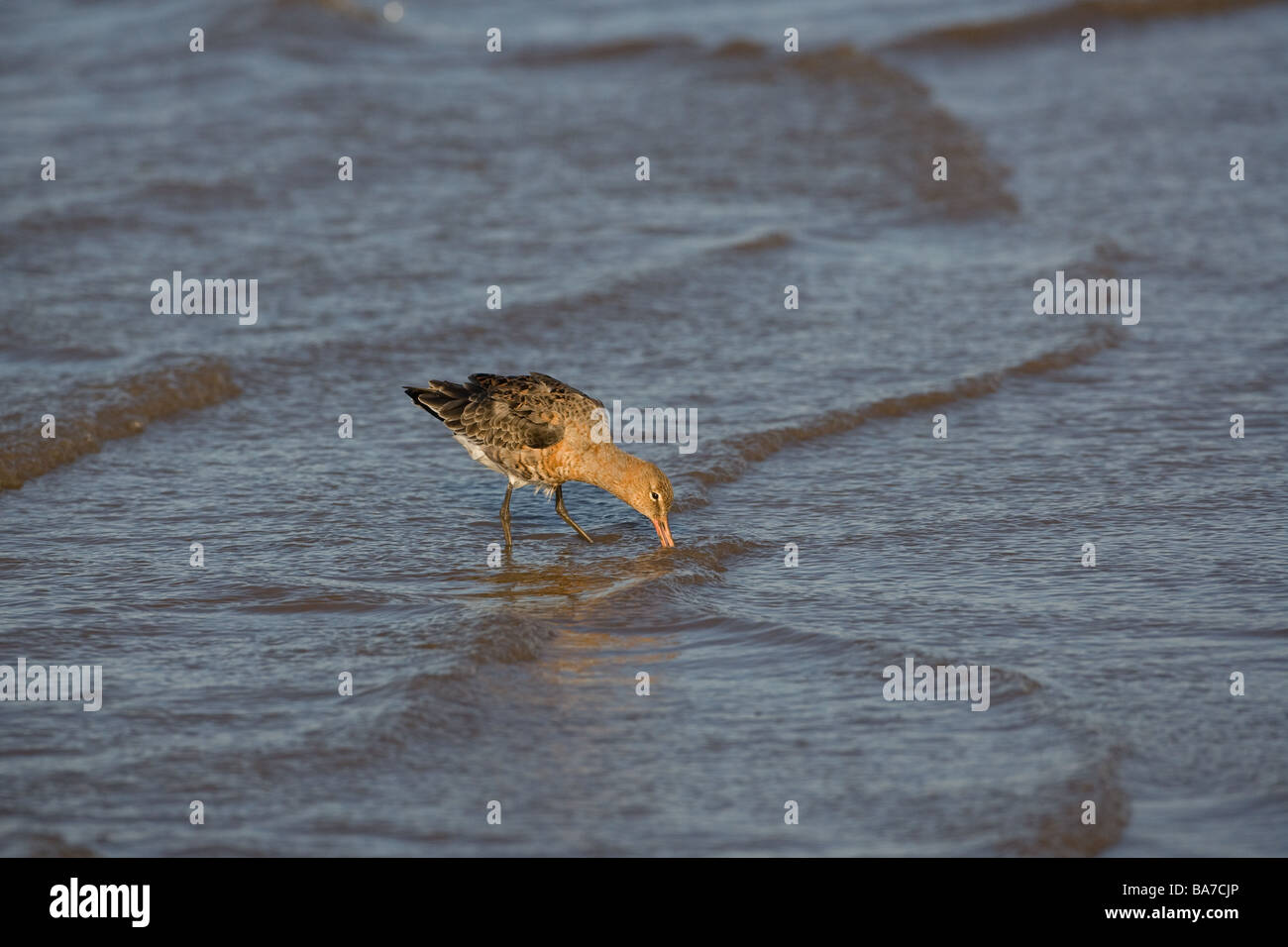 Nero-tailed Godwit Limosa limosa sulle velme costiere Norfolk inverno Foto Stock