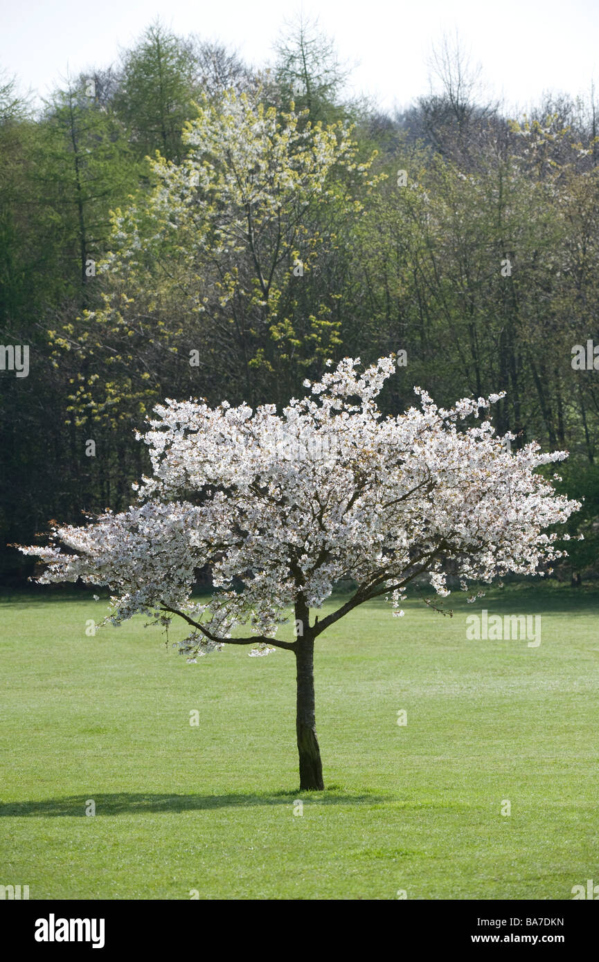 Ciliegio ornamentale (Prunus sp.) Fiori Golden Acre Park Riserva Naturale Arthington Lane Leeds West Yorkshire Inghilterra UK Europa Foto Stock