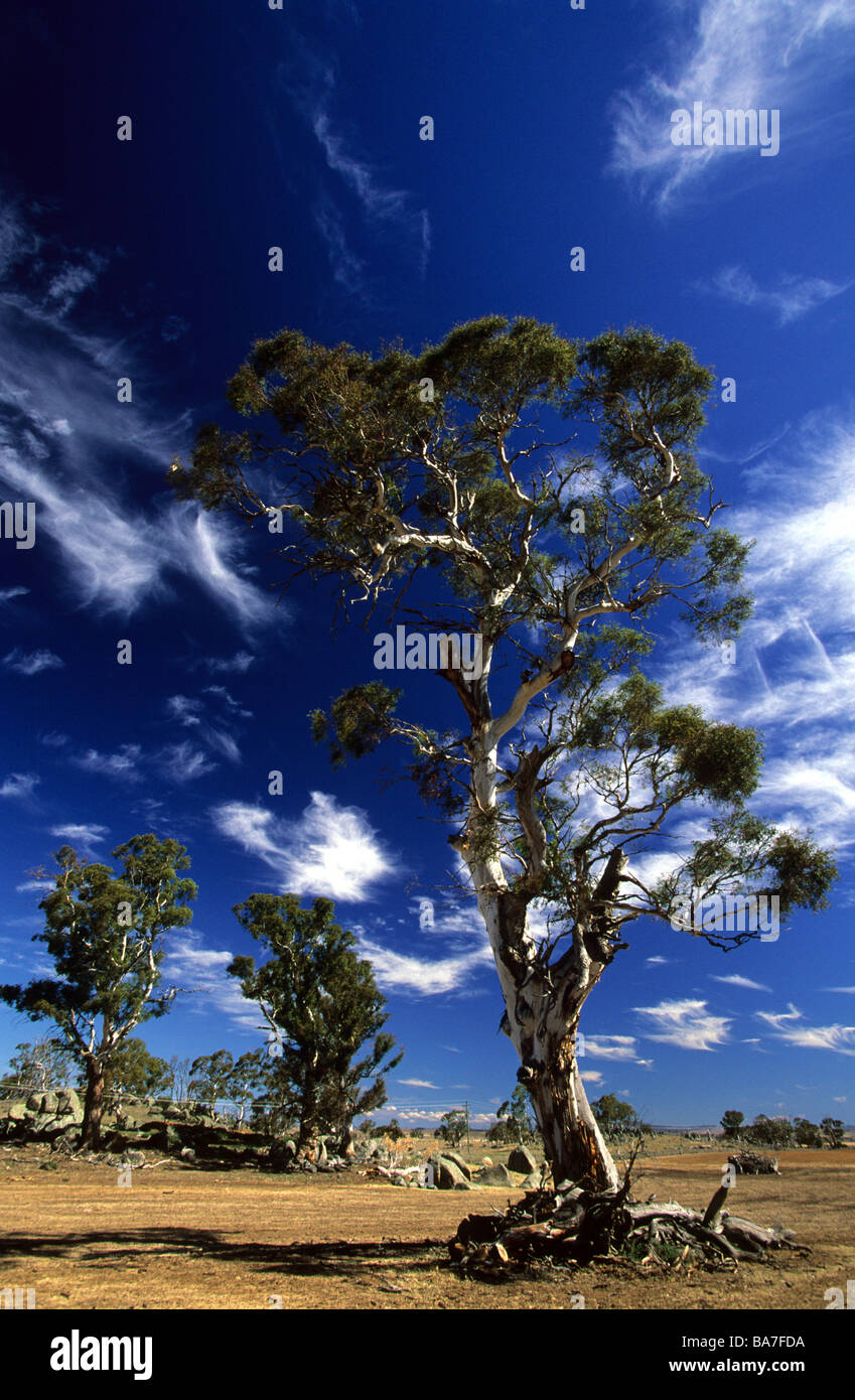 Gli alberi di gomma vicino al paese di Cooma Aeroporto, Nuovo Galles del Sud, Australia Foto Stock