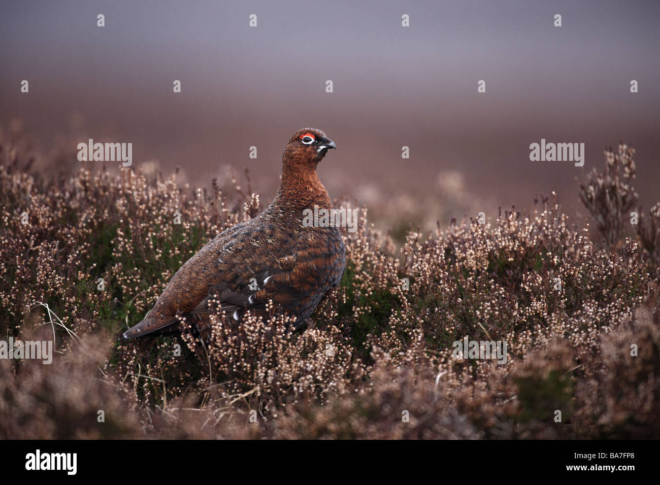 Red Grouse Lagopus lagopus scoticus inverno maschio Scozia Scotland Foto Stock