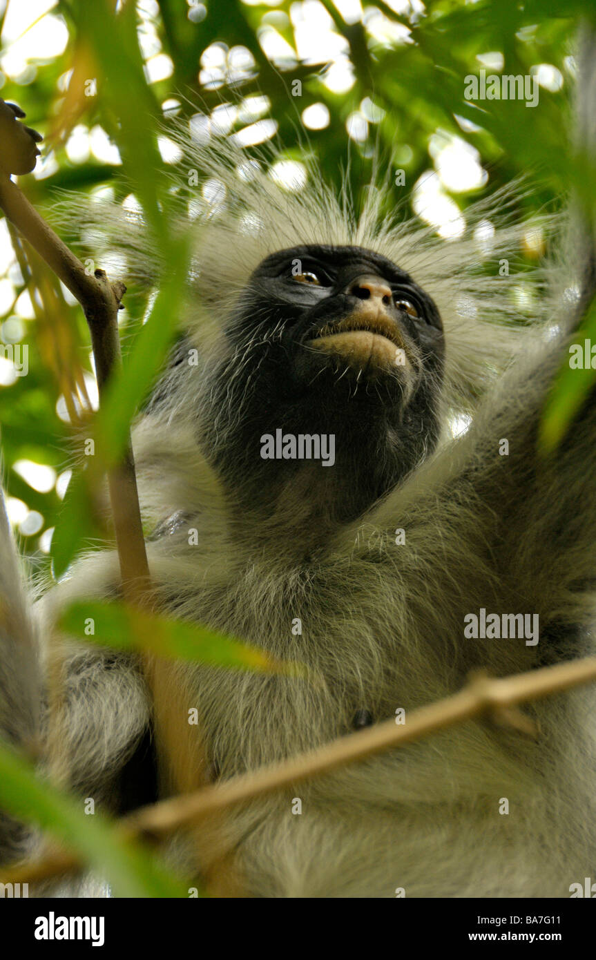 Red Colobus Monkey,Foresta di Jozani - Chwaka Bay Park,Zanzibar,Tanzania,Africa Foto Stock
