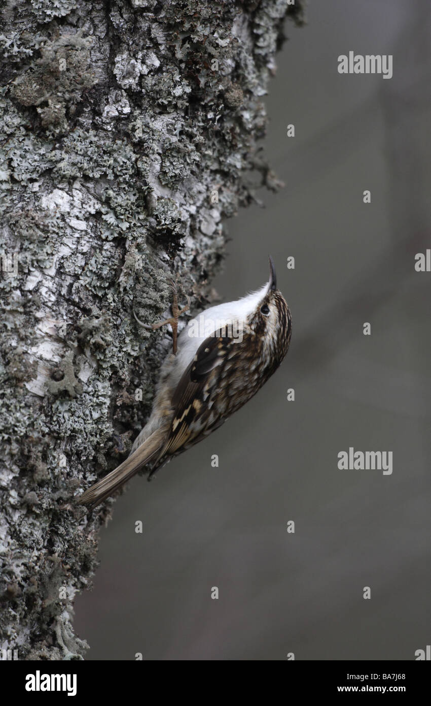 Rampichino alpestre Certhia familiaris Scozia molla Foto Stock