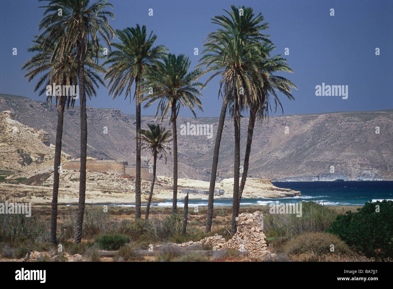 Le palme sulla spiaggia El Playazo spiaggia vicino a Rodalquilar, Parco Naturale Cabo de Gata, Andalusia, Spagna Foto Stock