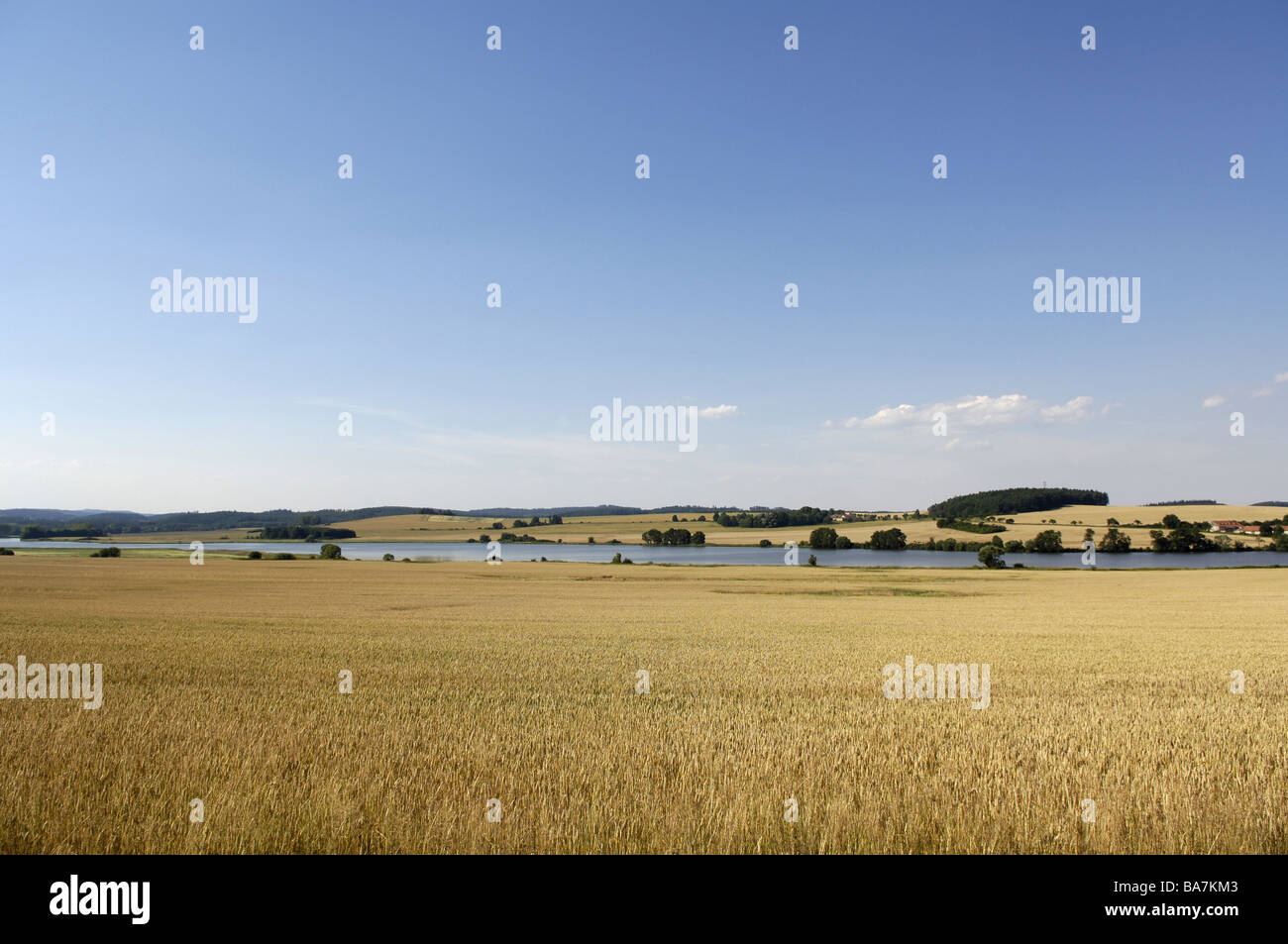 Campo di grano, Pisek, Repubblica Ceca Foto Stock