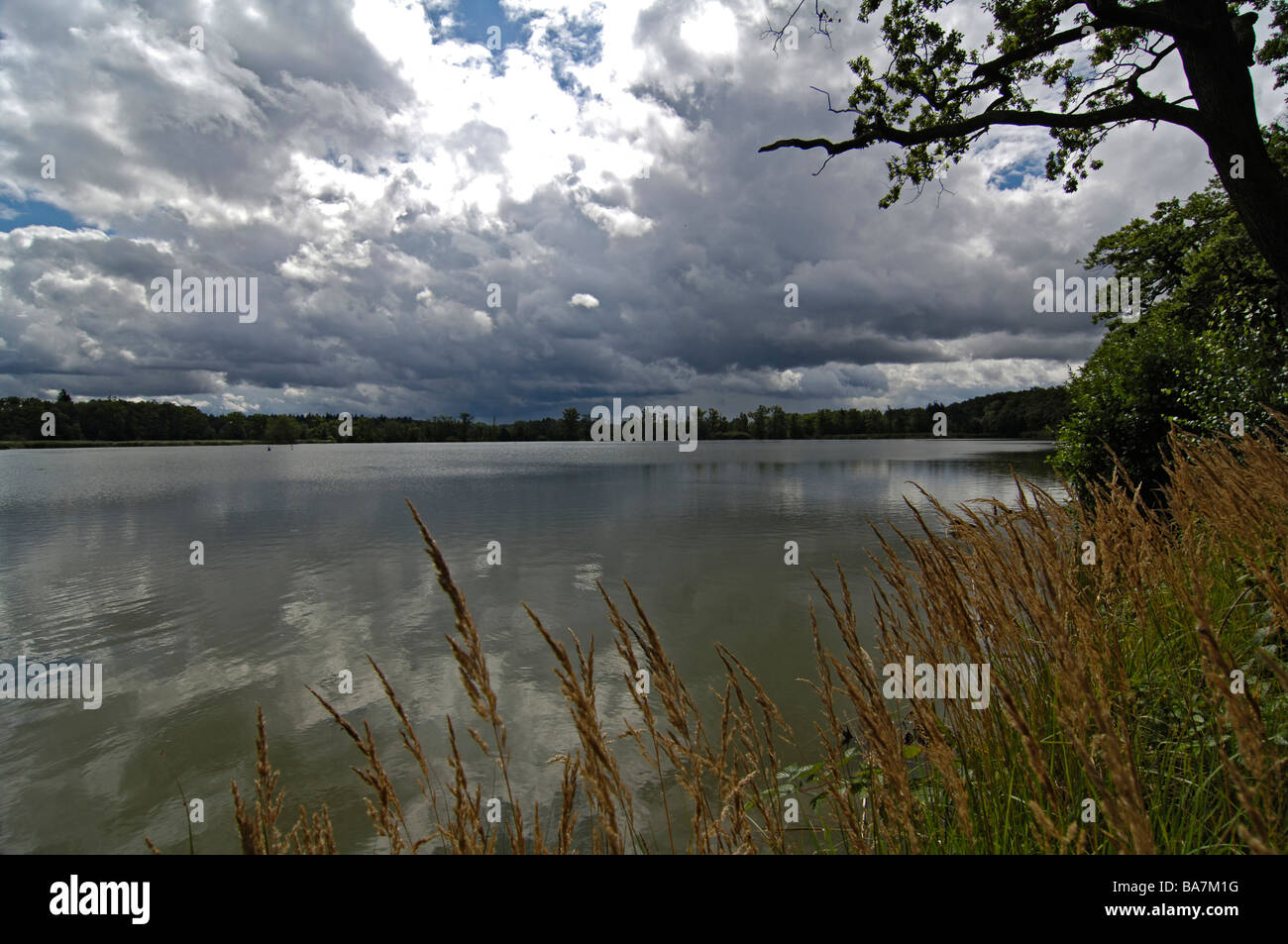 Carp Pond, Trebon, Repubblica Ceca Foto Stock