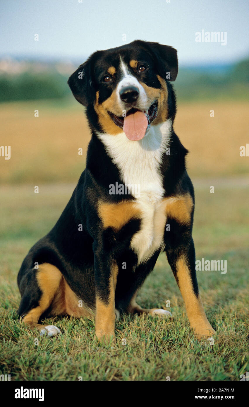 Montagna Entlebucher cane - seduta sul prato Foto Stock