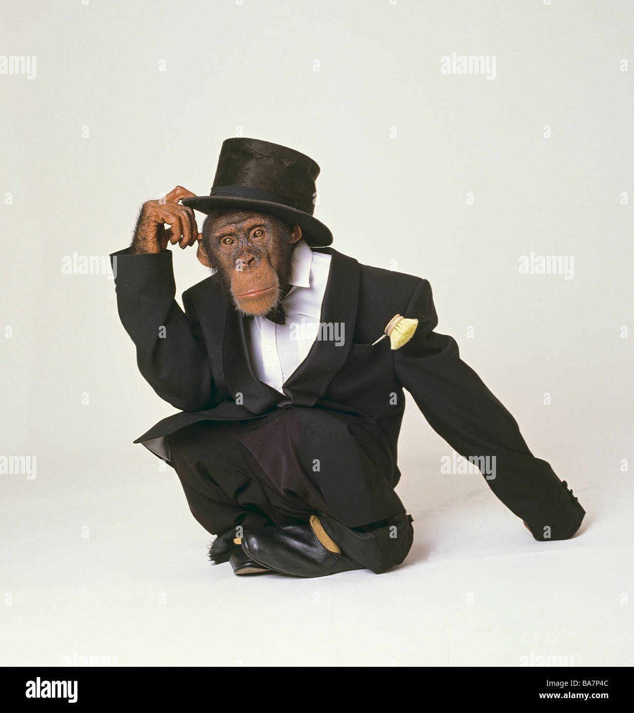 Uno scimpanzé con tailcoat e tophat / Pan troglodytes Foto Stock