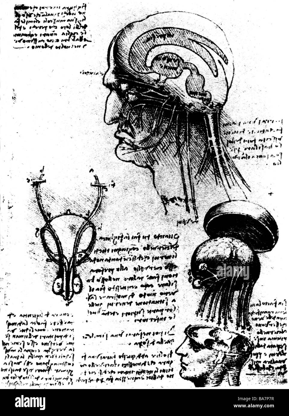 Leonardo da Vinci, 15.4.1452 - 2.5.1519, artista italiano (pittore e scultore), la sua opera, studio anatomico del cervello e dei nervi, dopo sanguina, cicra 1510, Foto Stock
