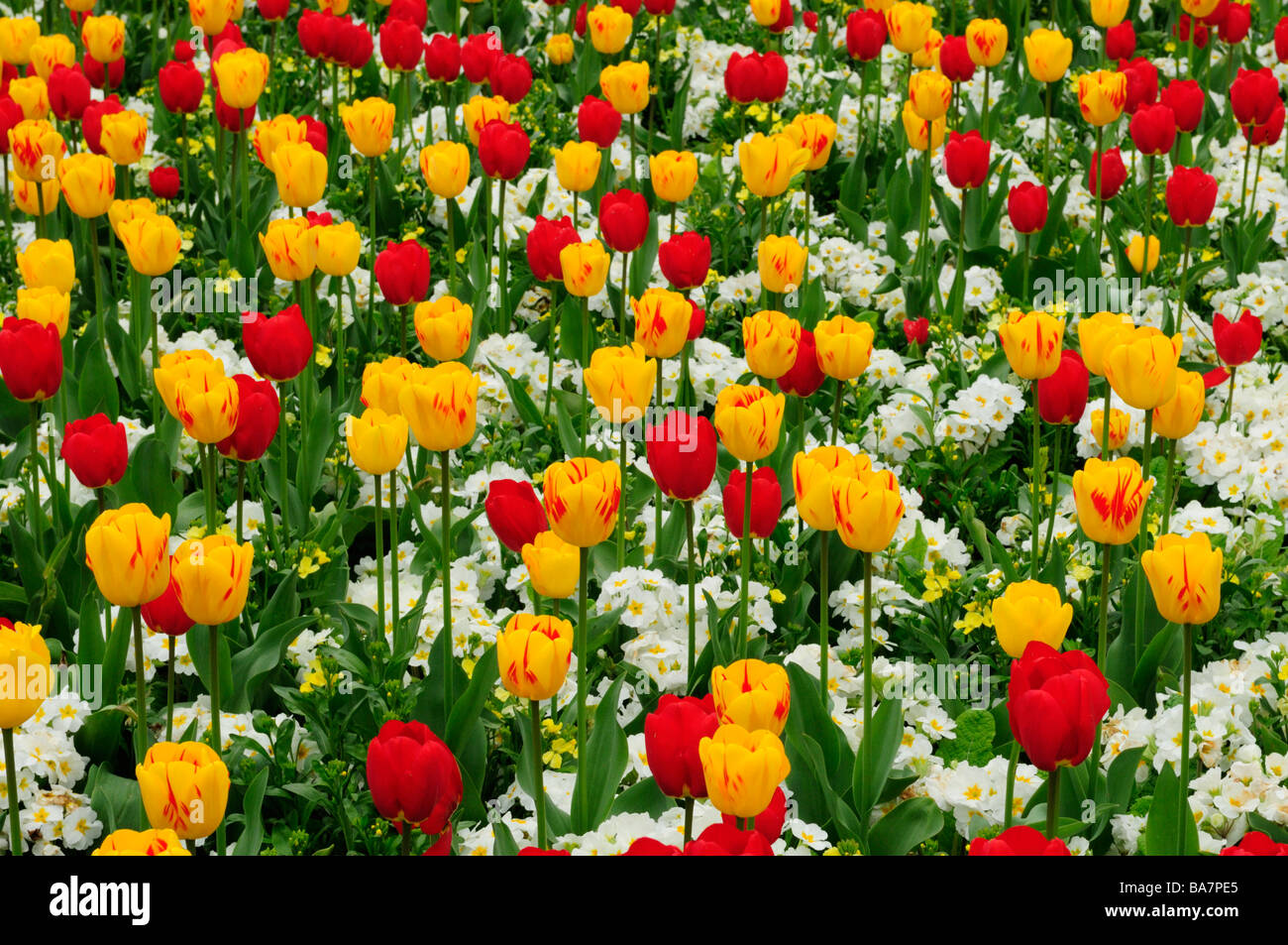 Fiori colorati in letto con tulipani e primulas su pezzi di Cristo, Inghilterra Cambridge Regno Unito Foto Stock