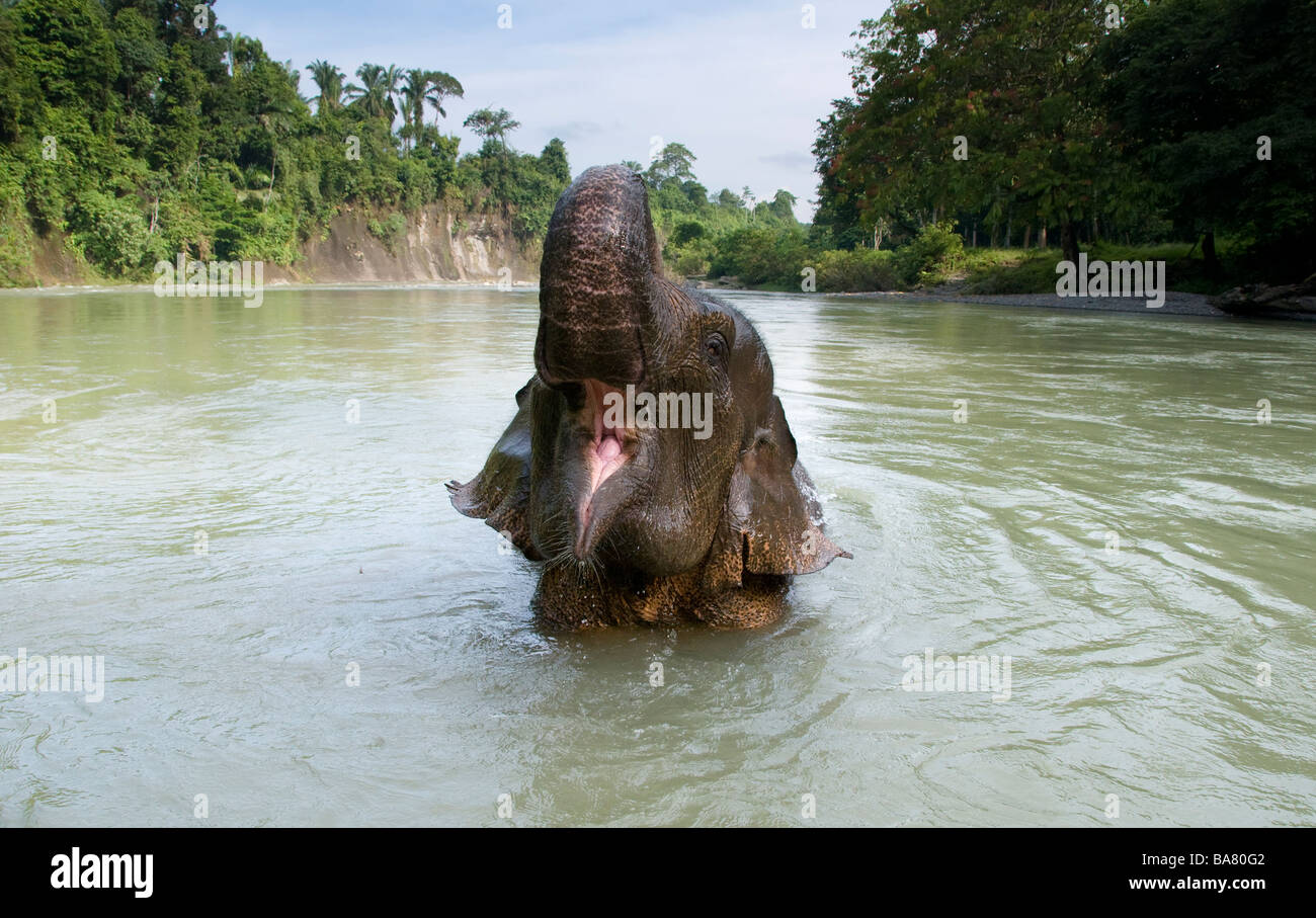 Elefante di Sumatra la balneazione nel fiume presso Tangkahan Foto Stock