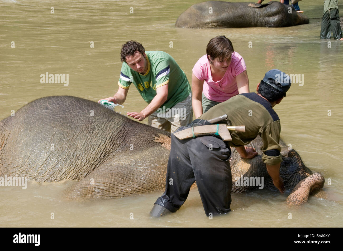 Elefanti di Sumatra essendo lavato dai turisti nel fiume presso Tangkahan, Sumatra Foto Stock
